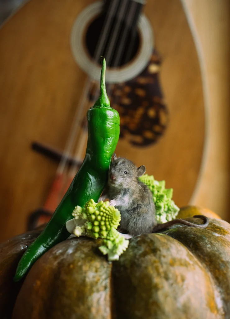 DSC_5158 rat sur courge