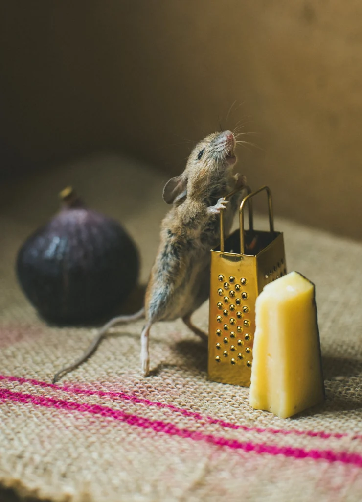 fromage rape souris et fromage