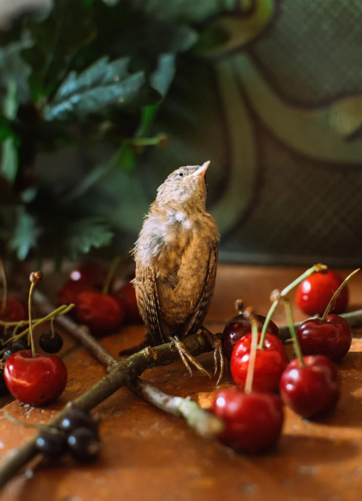 -ppnature morte3178 accenteur et cerises