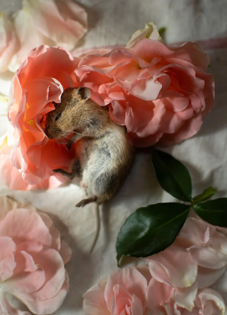 -ppnature morte3202 roses et souris
