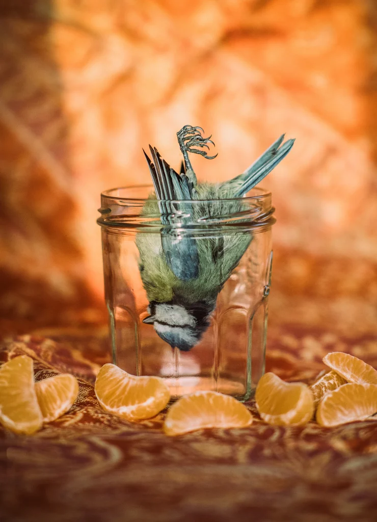 -ppprise de vue sans titre2157 nature morte à la mésange et clémentines