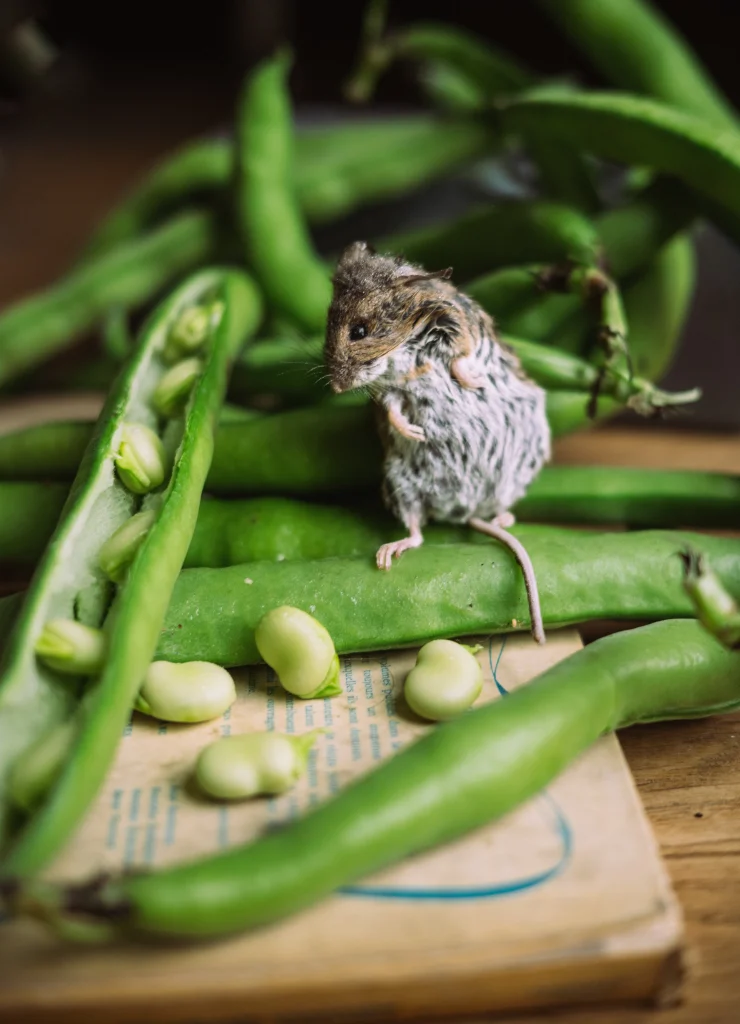 ppprise-de-vue-sans-titre2522-740x1024 souris et fèves